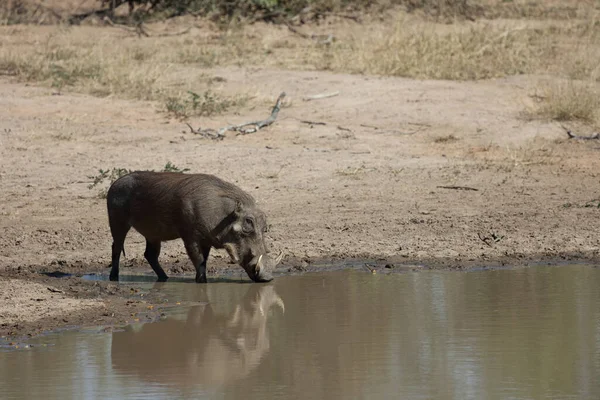 Warzenschwein Warthog Phacochoerus Africanus — Foto de Stock