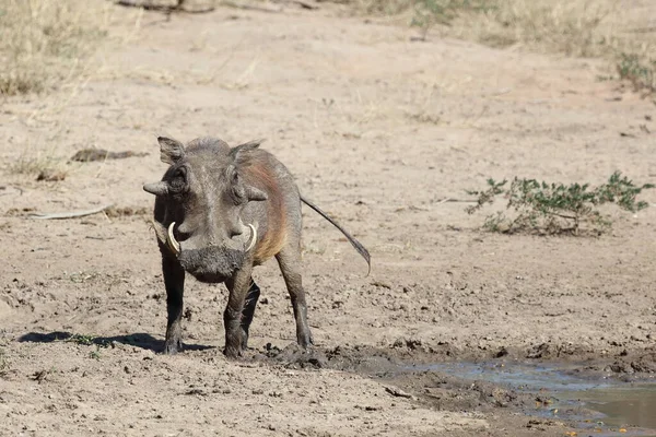 Warzenschwein Warthog Phacochoerus Africanus — 스톡 사진
