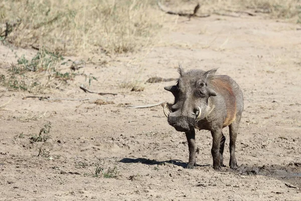 Warzenschwein Warthog Phacochoerus African — стоковое фото