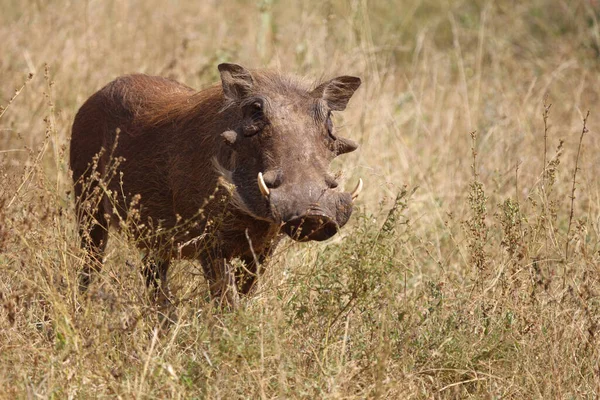 Warzenschwein Warthog Phacochoerus African — стоковое фото