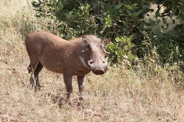 Warzenschwein Warthog Phacochoerus African — стоковое фото