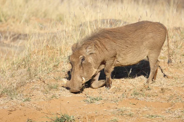 Warzenschwein Warthog Phacochoerus Africanus — Fotografie, imagine de stoc