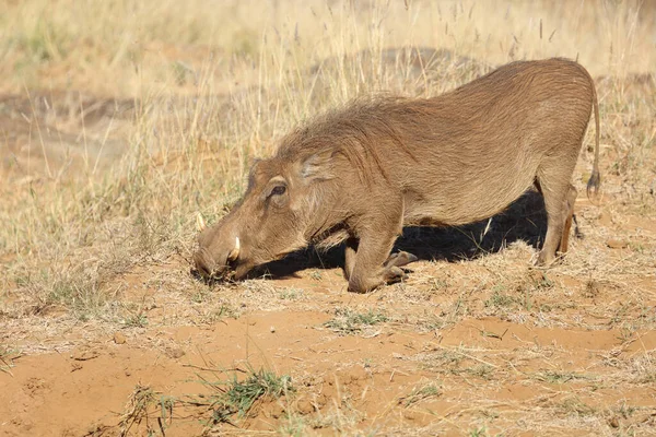 Warzenschwein Warthog Phacochoerus Africanus — 스톡 사진