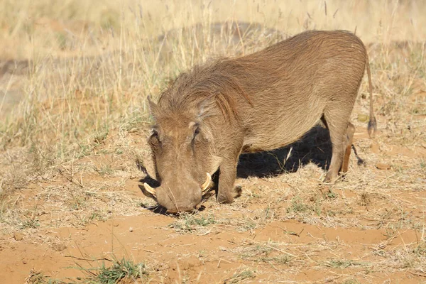 Warzenschwein Warthog Phacochoerus Africanus — Foto de Stock