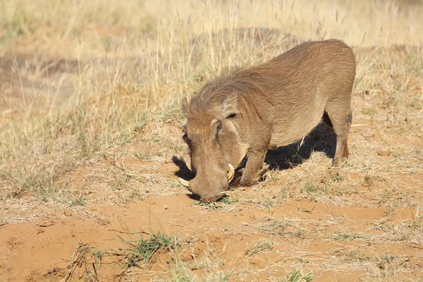 Warzenschwein Warthog Phacochoerus Africanus — Foto de Stock