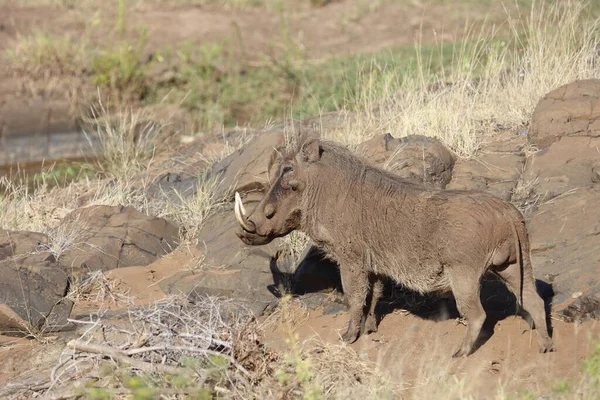 Warzenschwein Warthog Phacochoerus Africanus — 스톡 사진