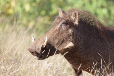 Warzenschwein / Warthog / Phacochoerus africanus