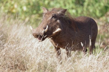 Warzenschwein / Warthog / Phacochoerus africanus