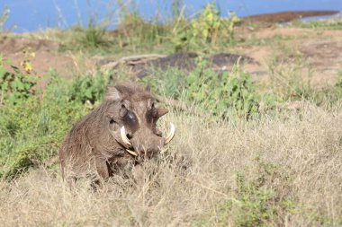 Warzenschwein / Warthog / Phacochoerus africanus