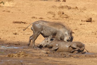 Warzenschwein / Warthog / Phacochoerus africanus