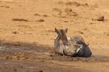 Warzenschwein / Warthog / Phacochoerus africanus