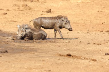 Warzenschwein / Warthog / Phacochoerus africanus