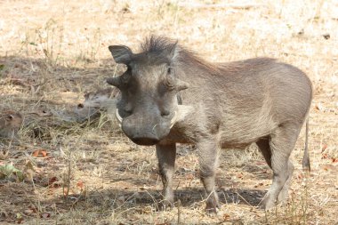 Warzenschwein / Warthog / Phacochoerus africanus