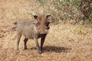 Warzenschwein / Warthog / Phacochoerus africanus