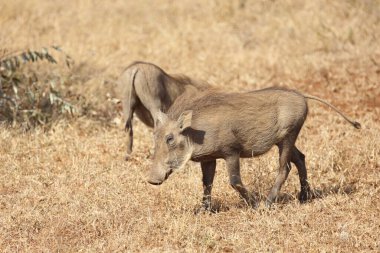 Warzenschwein / Warthog / Phacochoerus africanus