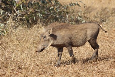 Warzenschwein / Warthog / Phacochoerus africanus