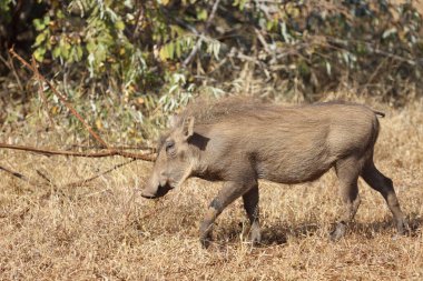 Warzenschwein / Warthog / Phacochoerus africanus
