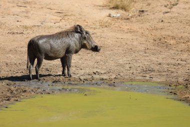Warzenschwein / Warthog / Phacochoerus africanus