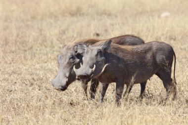 Warzenschwein / Warthog / Phacochoerus africanus