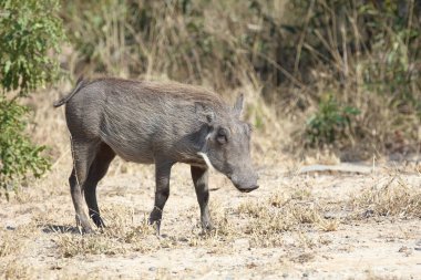 Warzenschwein / Warthog / Phacochoerus africanus