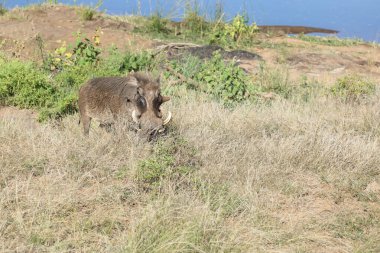 Warzenschwein / Warthog / Phacochoerus africanus
