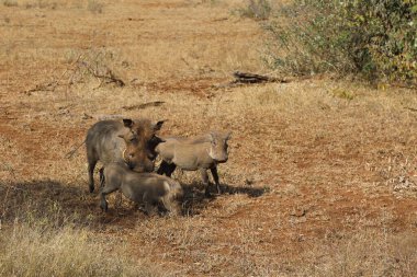 Warzenschwein / Warthog / Phacochoerus africanus