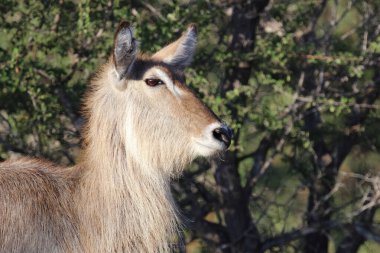 Wasserbock / Waterbuck / Kobus ellipsiprymnus
