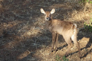 Wasserbock / Waterbuck / Kobus ellipsiprymnus