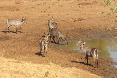 Wasserbock / Waterbuck / Kobus ellipsiprymnus