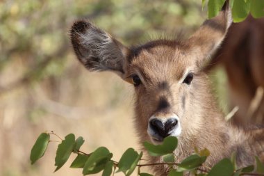 Wasserbock / Waterbuck / Kobus ellipsiprymnus
