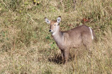 Wasserbock / Waterbuck / Kobus ellipsiprymnus