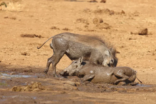 Warzenschwein Warthog Phacochoerus Africanus — Fotografia de Stock