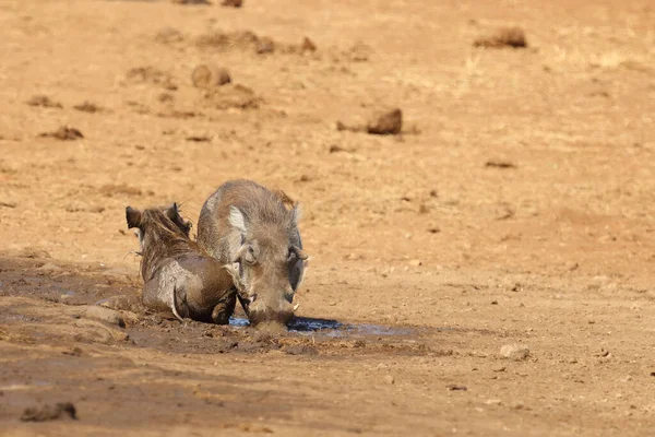 Warzenschwein Warthog Phacochoerus Africanus — Fotografie, imagine de stoc