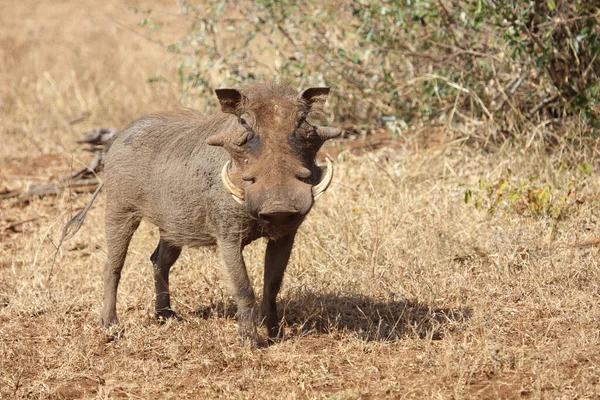 Warzenschwein Warthog Phacochoerus Africanus — Foto de Stock