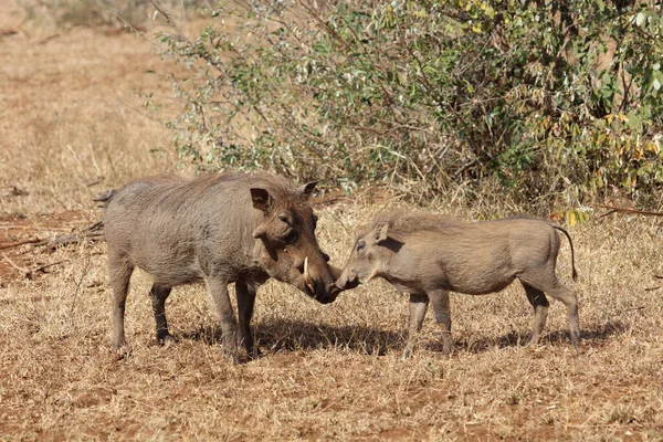 Warzenschwein Warthog Phacochoerus African — стоковое фото