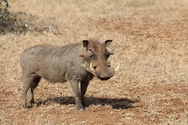 Warzenschwein Warthog Phacochoerus African — стоковое фото