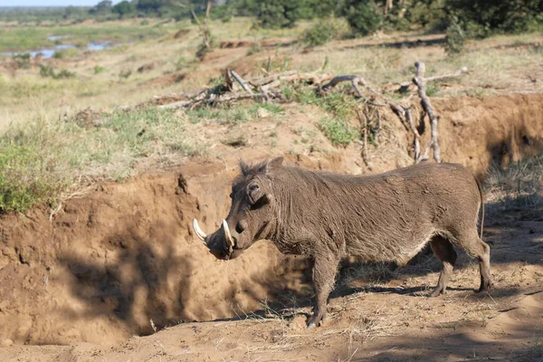 Warzenschwein Warthog Phacochoerus Africanus — Fotografia de Stock