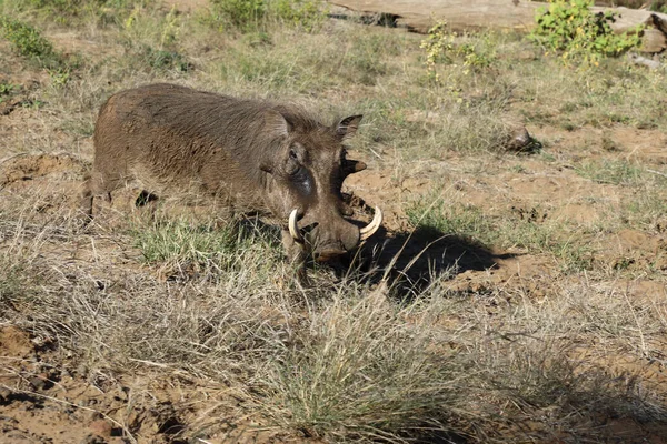 Warzenschwein Warthog Phacochoerus Africanus — Fotografie, imagine de stoc