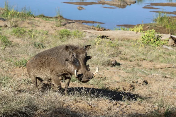 Warzenschwein Warthog Phacochoerus Africanus — Fotografie, imagine de stoc