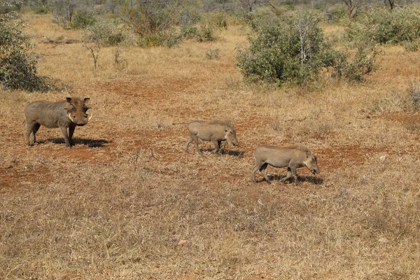 Warzenschwein Warthog Phacochoerus Africanus — Fotografia de Stock