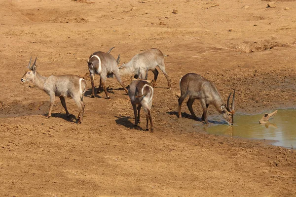 Wasserbock Waterbuck Kobus Ellipsiprymnus — Fotografia de Stock