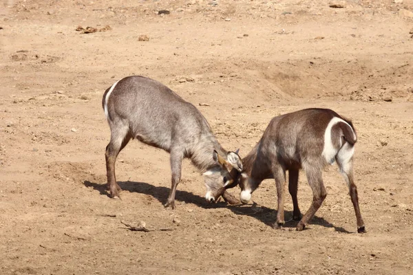 Wasserbock Waterbuck Kobus Ellipsiprymnus — Fotografia de Stock