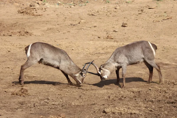 Wasserbock Waterbuck Kobus Ellipsiprymnus — Fotografia de Stock