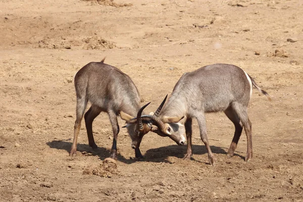 Wasserbock Waterbuck Kobus Ellipsiprymnus — Fotografia de Stock