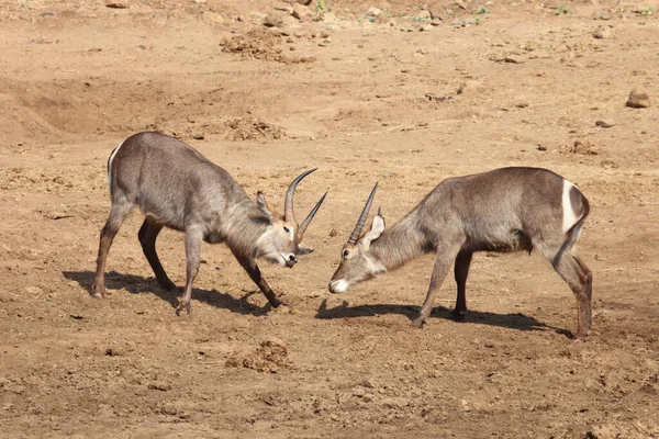 Wasserbock Waterbuck Kobus Ellipsiprymnus — Fotografia de Stock