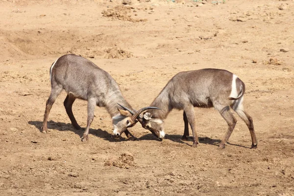 Wasserbock Waterbuck Kobus Ellipsiprymnus — Fotografia de Stock