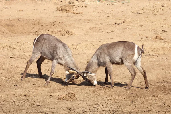 Wasserbock Waterbuck Kobus Ellipsiprymnus — 图库照片