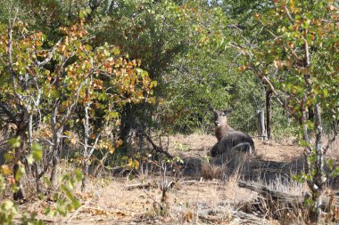 Wasserbock / Waterbuck / Kobus ellipsiprymnus