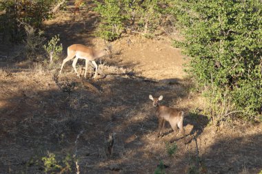 Wasserbock und Schwarzfersenantilope/ Waterbuck and Impala / Kobus ellipsiprymnus et Aepyceros melampus