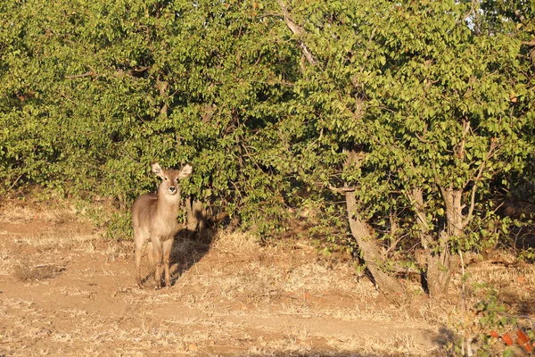 Wasserbock Waterbuck Kobus Ellipsiprymnus — Fotografia de Stock